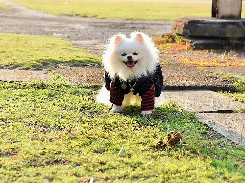 四十九日_d0360206_00504397.jpg