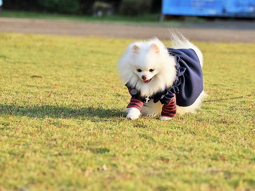 四十九日_d0360206_00504775.jpg