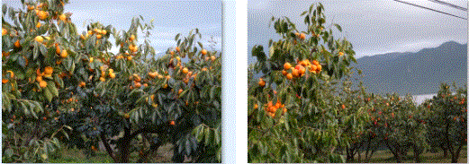 f0231709_21143146.gif