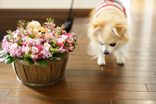 愛犬のお誕生日にcheeちゃん入りの素敵なお花をいただきました♪_e0136511_16562394.jpg