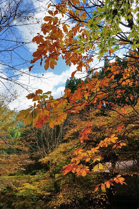 2017京都の紅葉･花背　峰定寺_f0032011_18041328.jpg