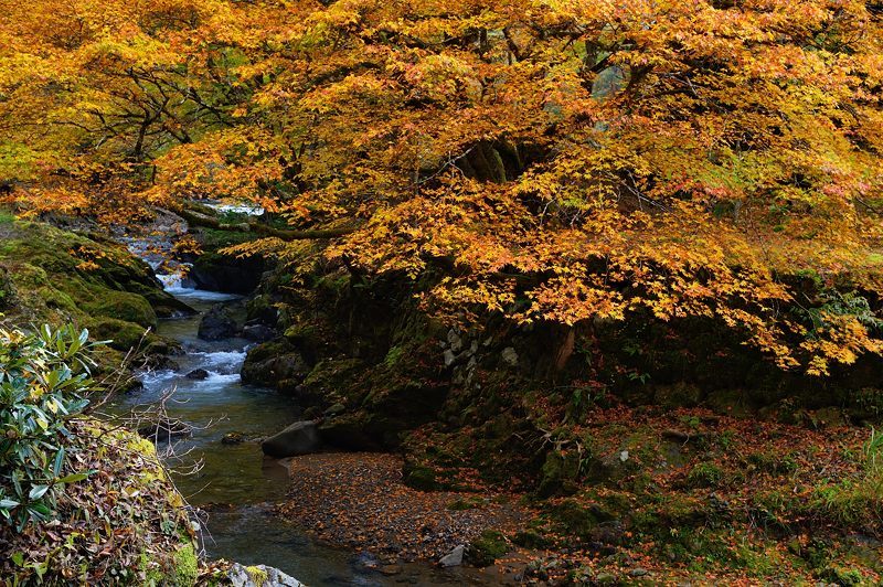 2017京都の紅葉･花背　峰定寺_f0032011_18332792.jpg