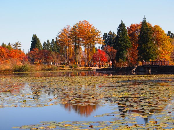 いもり池の紅葉_f0356717_00380382.jpg