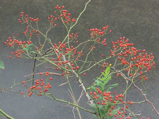 e0321325_15384182.jpg