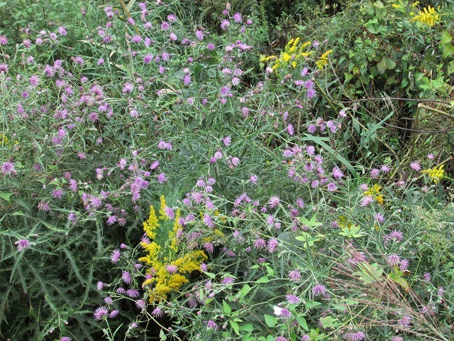 e0321325_15391084.jpg