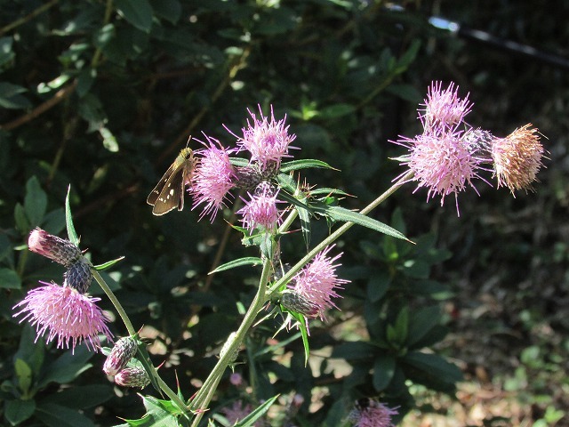 e0321325_15421055.jpg
