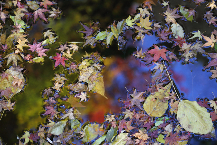 紅葉の泉涌寺 －来迎院－ _b0169330_23133078.jpg