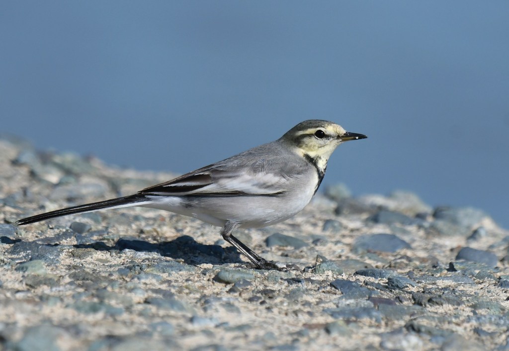 White Wagtail (M.a.lugens)_f0350530_231147.jpg