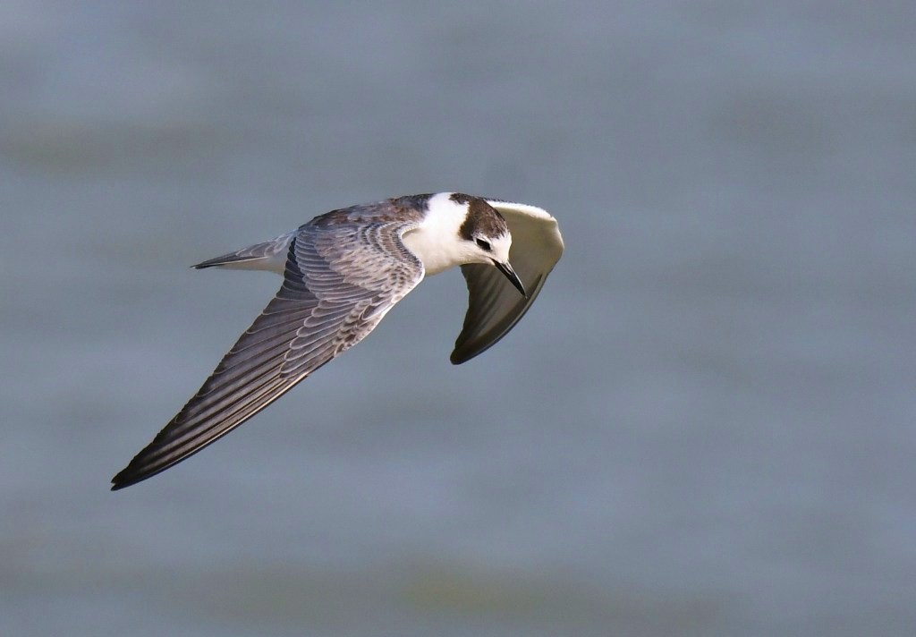 White-winged Tern_f0350530_231334100.jpg