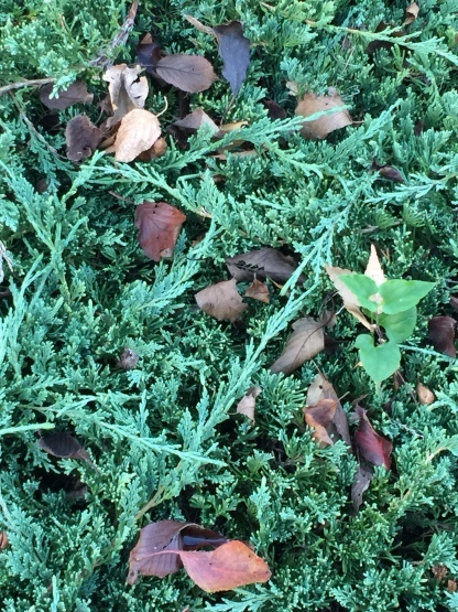 c0367631_14311894.jpg