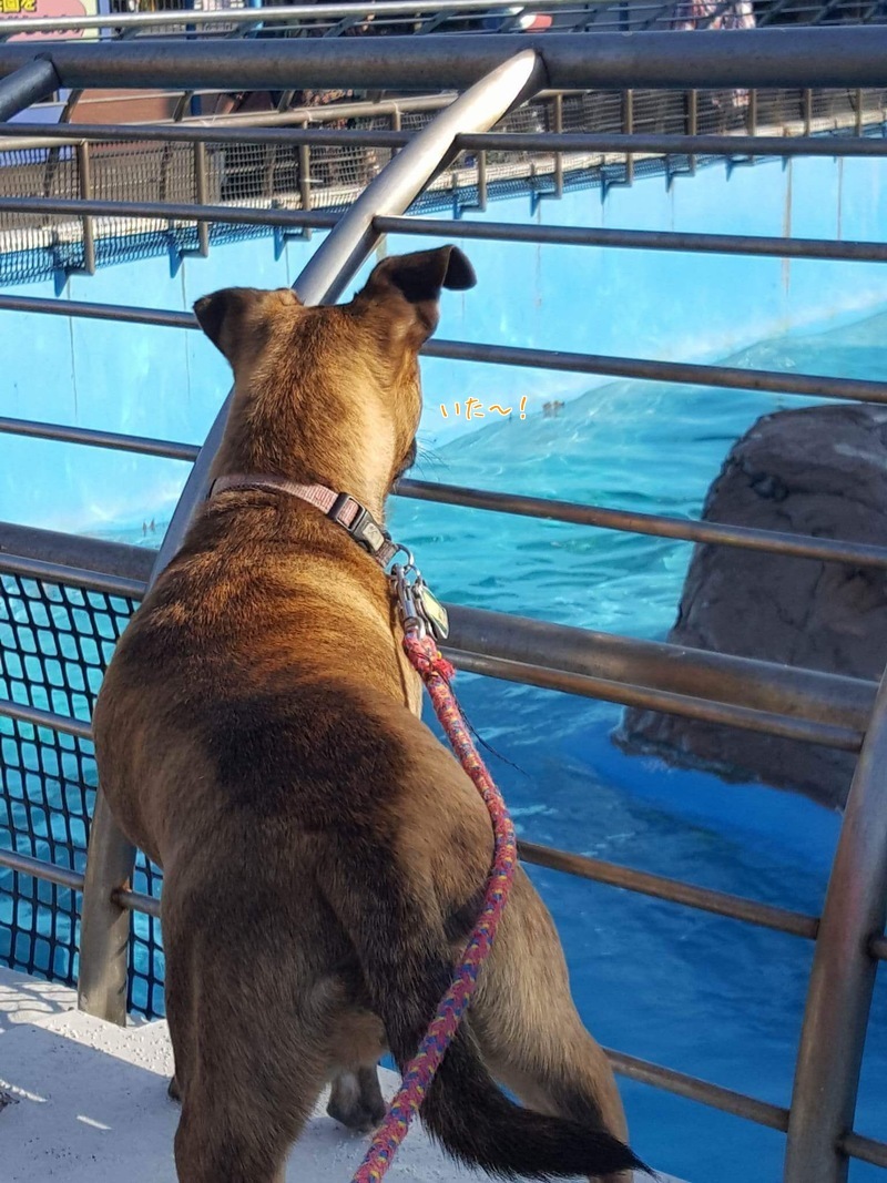 4つ足のお嬢さまと水族館へ(^◇^;)_d0269832_08524989.jpeg