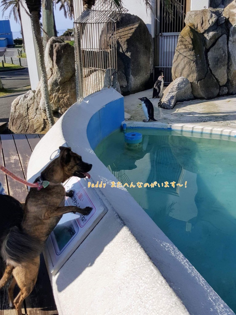 4つ足のお嬢さまと水族館へ(^◇^;)_d0269832_08550157.jpeg