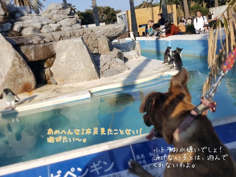 4つ足のお嬢さまと水族館へ(^◇^;)_d0269832_08553096.jpeg