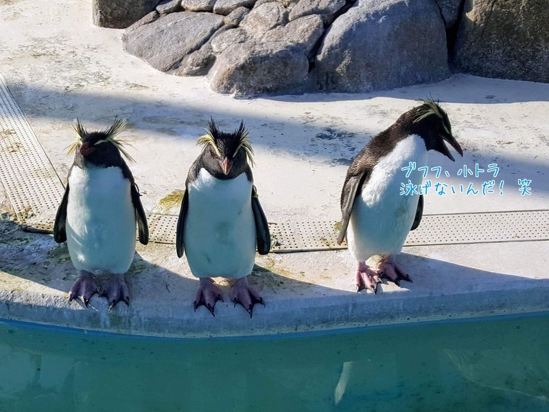 4つ足のお嬢さまと水族館へ(^◇^;)_d0269832_08555621.jpeg