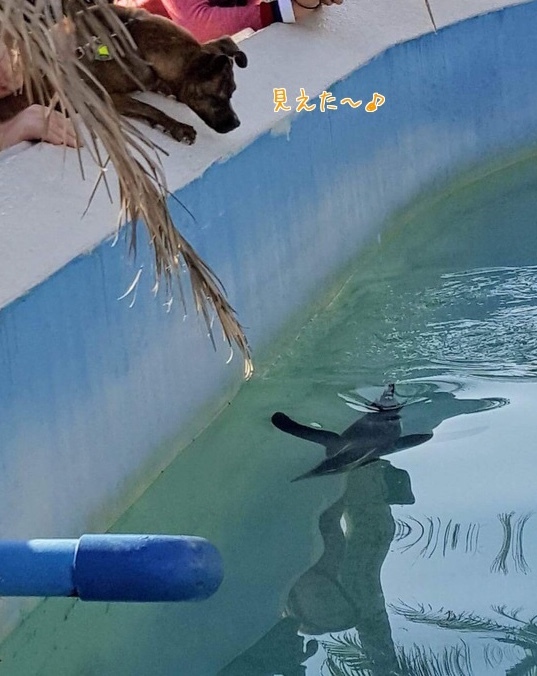 4つ足のお嬢さまと水族館へ(^◇^;)_d0269832_08562250.jpeg