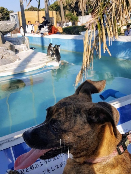 4つ足のお嬢さまと水族館へ(^◇^;)_d0269832_09045138.jpeg