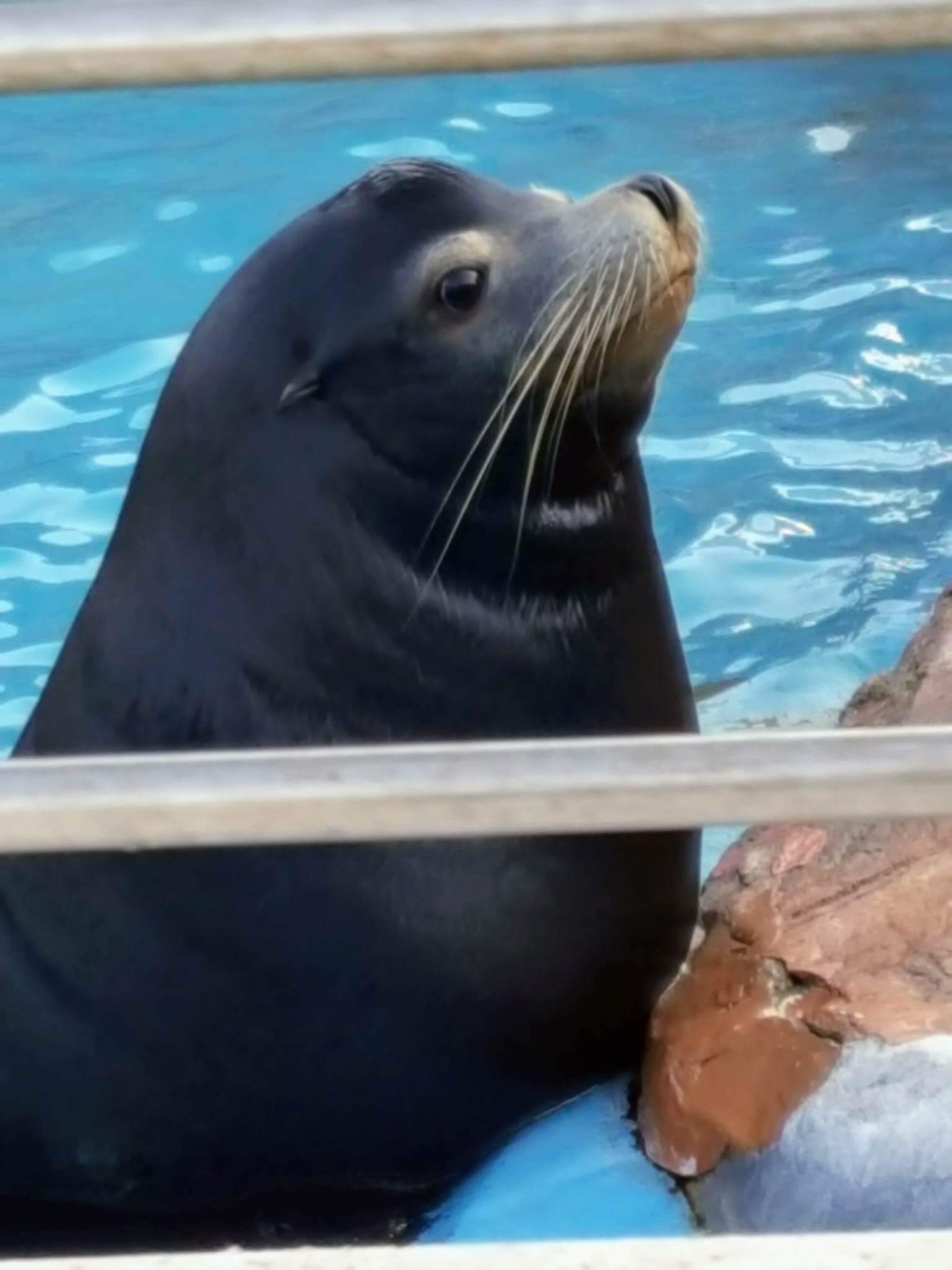 4つ足のお嬢さまと水族館へ(^◇^;)_d0269832_09083487.jpeg