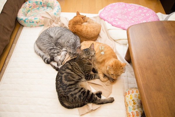 つるむスタイル_d0355333_13202693.jpg