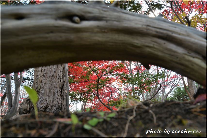 本日で閉園です（平岡樹芸センター）_a0315942_22165400.jpg