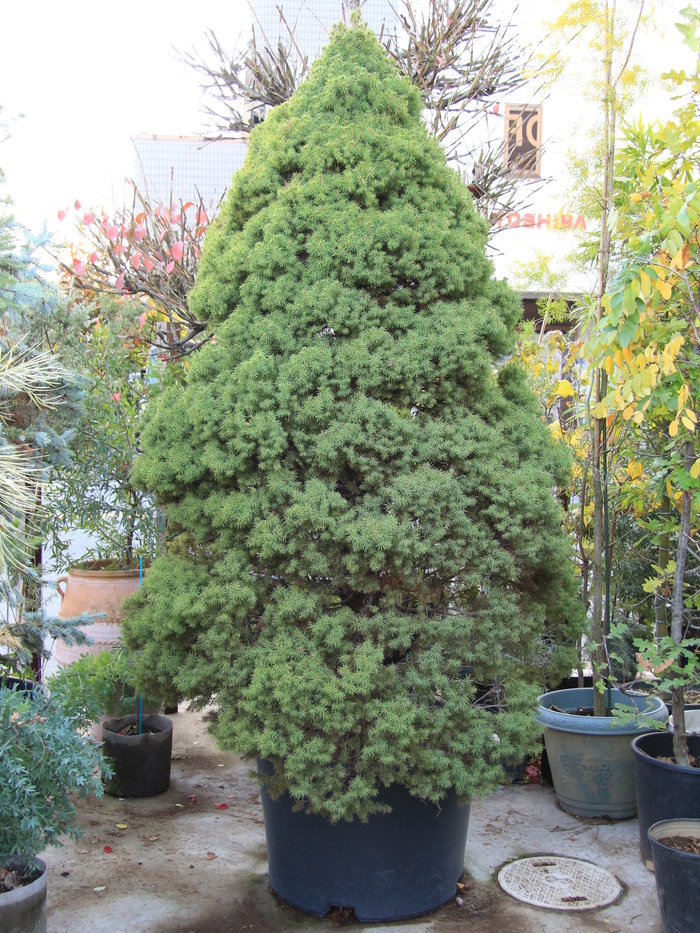 コニカ カナダトウヒ Albertiana Conica 希少 貴重 販売 画像 写真 価格 値段 庭木 植木 お問合せ商品 田中園 Shop Tanakaen Jp Web Magazine コニカ カナダトウヒ Albertiana Conica 希少 貴重 販売 画像 写真 価格 値段 庭木 植木 お問合せ商品 田中園 Shop Tanakaen Jp Web Magazine