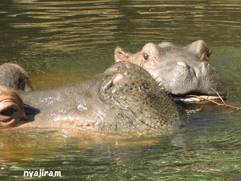 王子動物園続き（2017.11.2）_f0002743_12572983.jpg