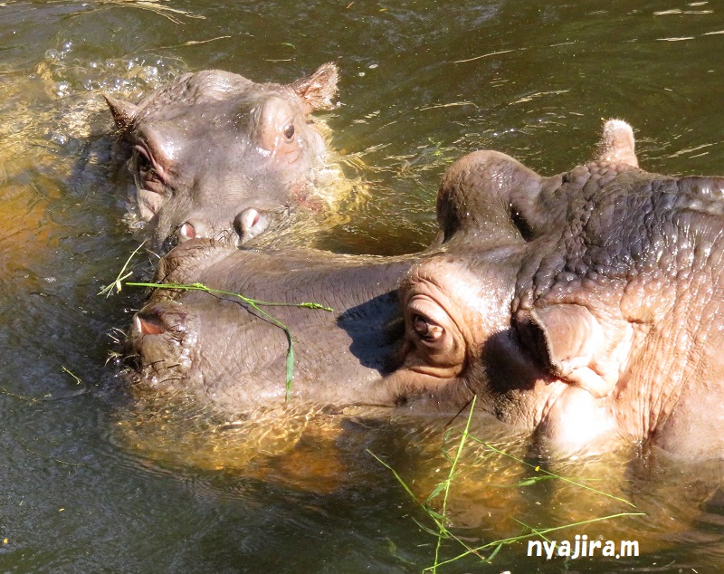 王子動物園続き(2017.11.2)_f0002743_12575185.jpg