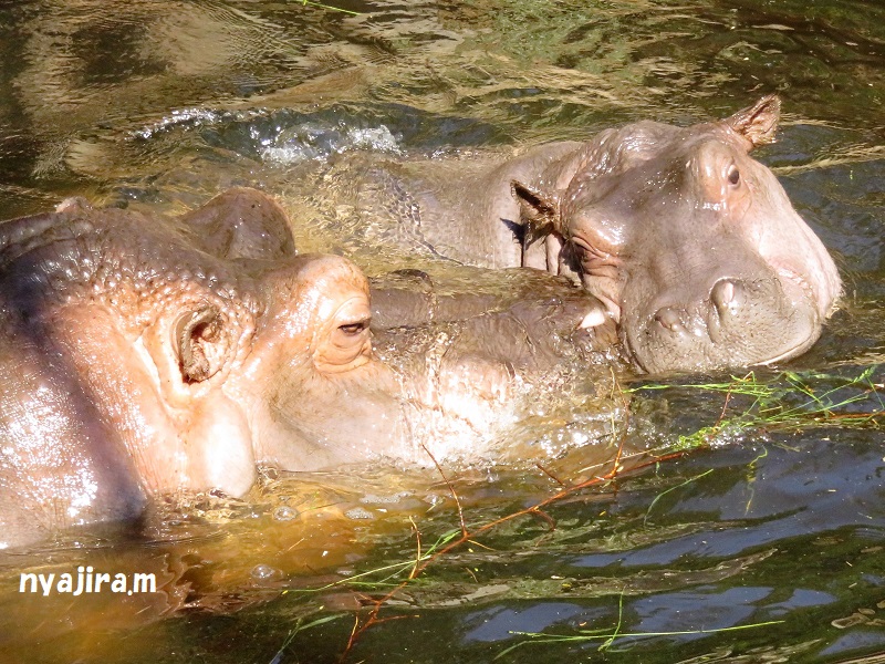 王子動物園続き（2017.11.2）_f0002743_12581486.jpg