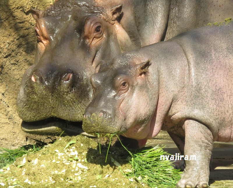 王子動物園続き（2017.11.2）_f0002743_1258347.jpg