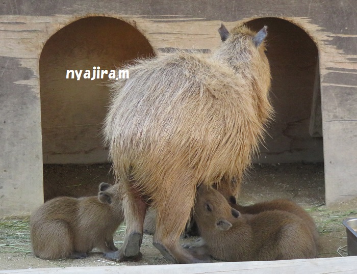 王子動物園続き（2017.11.2）_f0002743_12594040.jpg