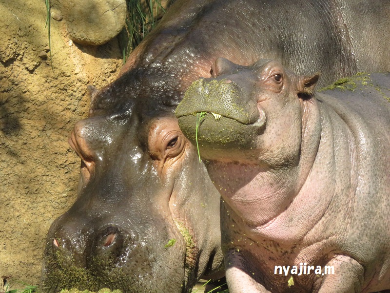 王子動物園続き（2017.11.2）_f0002743_1259442.jpg