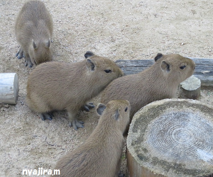 王子動物園続き（2017.11.2）_f0002743_130151.jpg