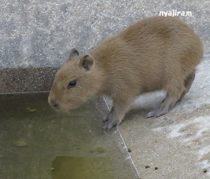 王子動物園続き（2017.11.2）_f0002743_13133943.jpg