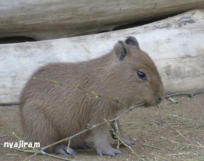 王子動物園続き（2017.11.2）_f0002743_131476.jpg