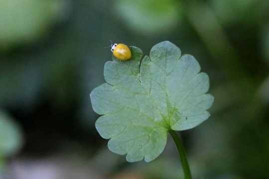 鳥の合間の虫目線_b0363649_00025168.jpg