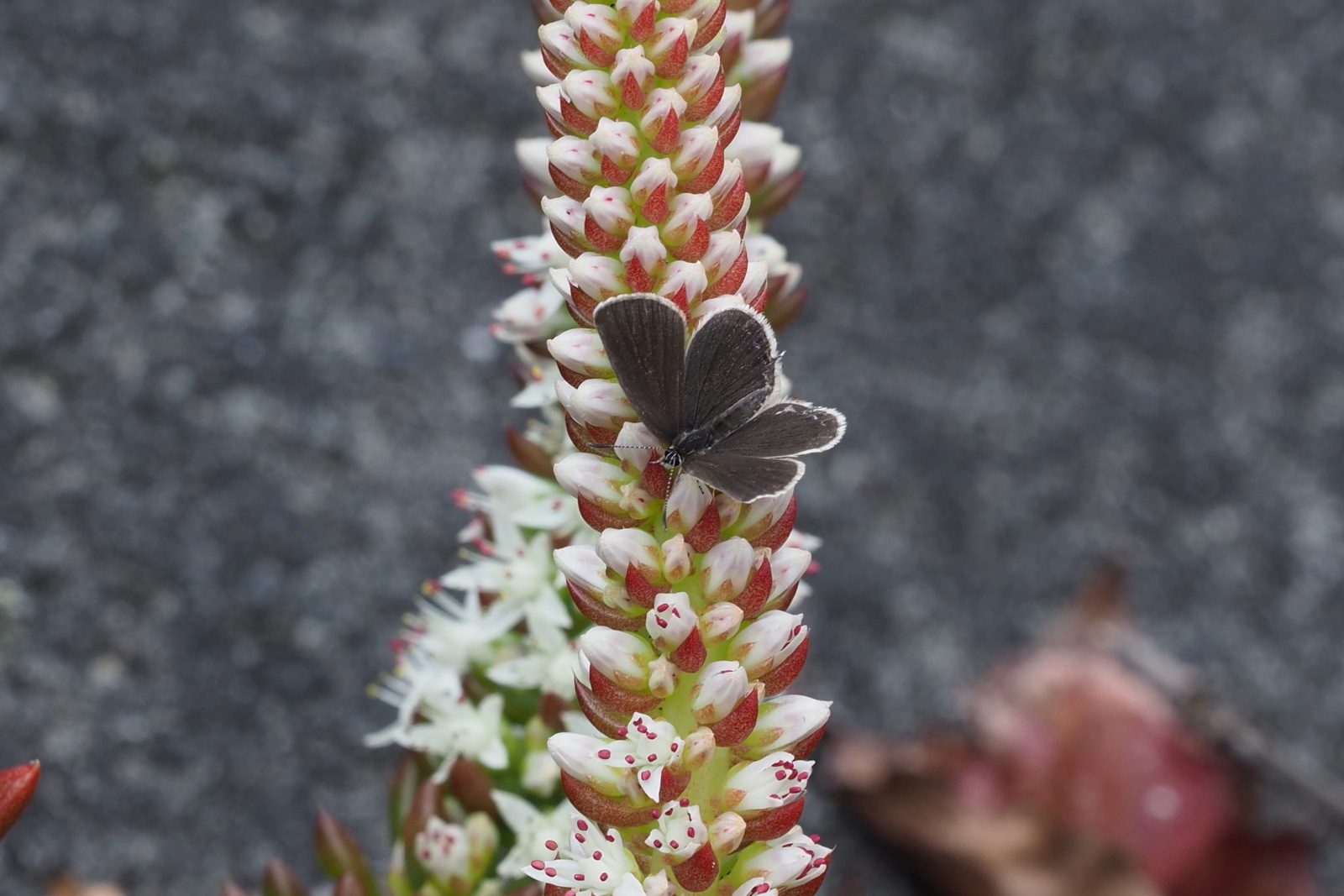 クロツバメシジミの吸蜜・産卵・蛹など（埼玉県、20171104）_f0345350_09351462.jpg