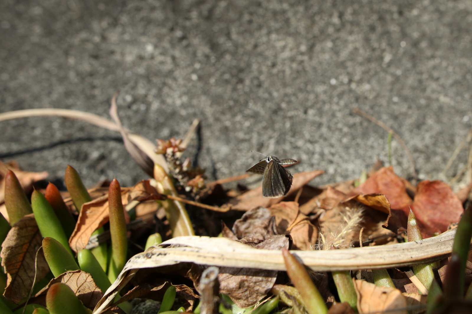 クロツバメシジミの吸蜜・産卵・蛹など（埼玉県、20171104）_f0345350_11000325.jpg