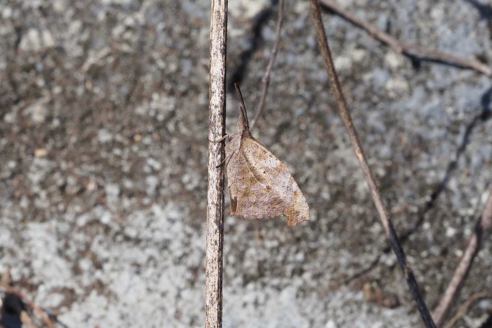 f0345350_11122059.jpg