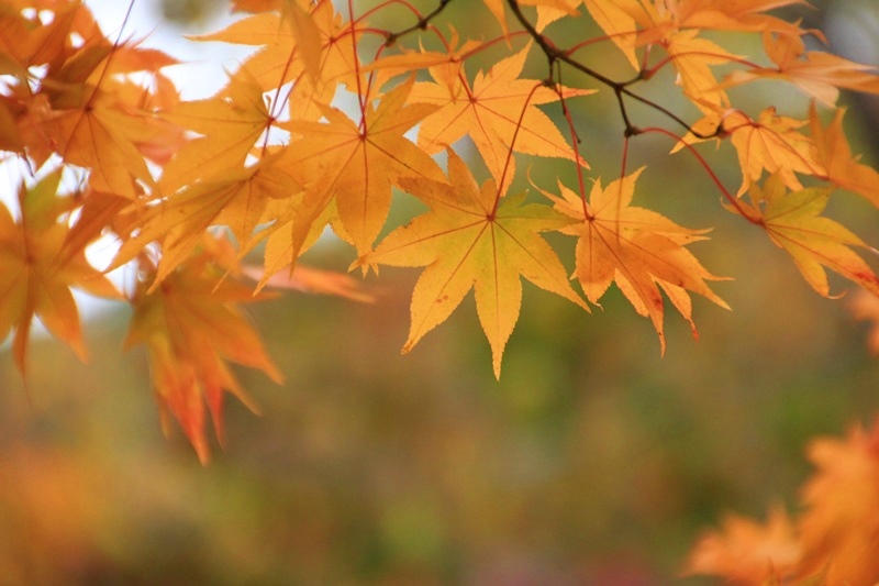 西湖野鳥の森公園の紅葉♪_a0167759_164678.jpg