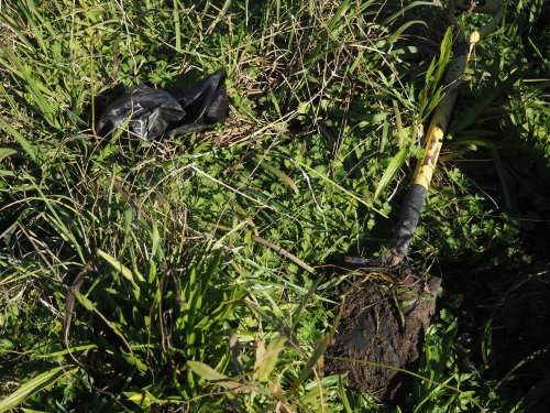 c0351060_12252024.jpg