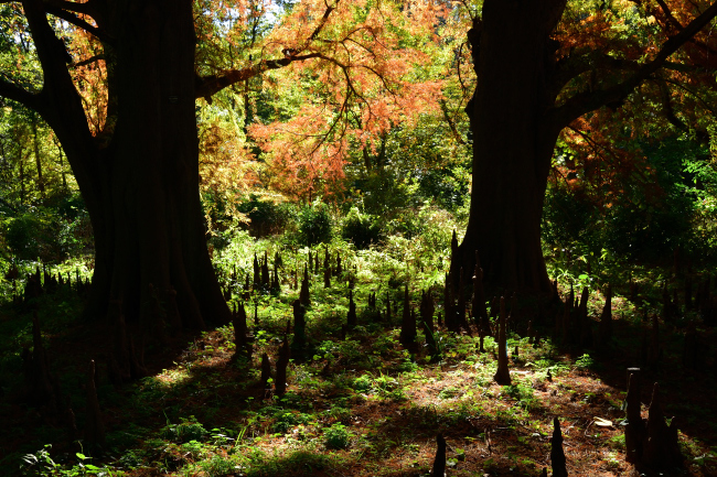 紅葉の季節（Ⅰ）_b0183370_21013176.jpg