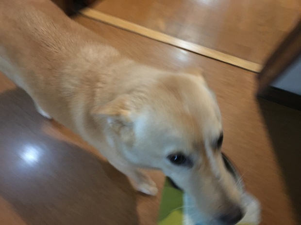 b0377882_23324177.jpeg