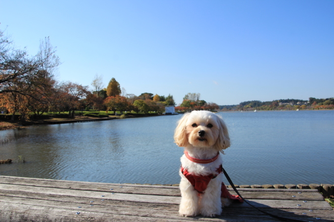 水戸　千波湖（せんばこ）散歩♪_c0334788_12085785.jpg