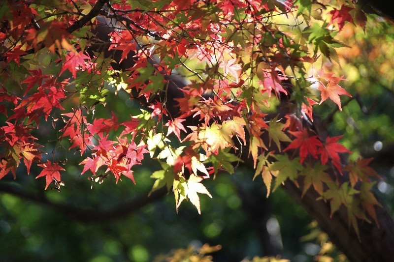 新宿御苑　晩秋　紅葉_f0374092_22294341.jpg