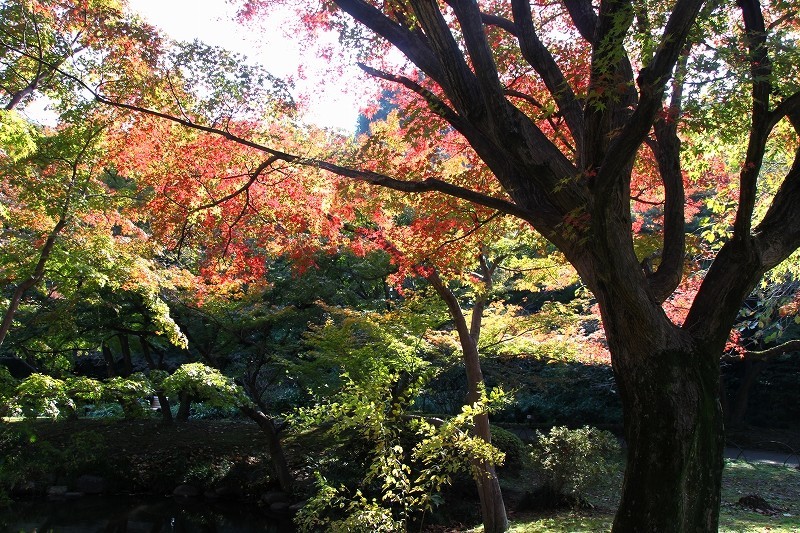 新宿御苑　晩秋　紅葉_f0374092_22311558.jpg