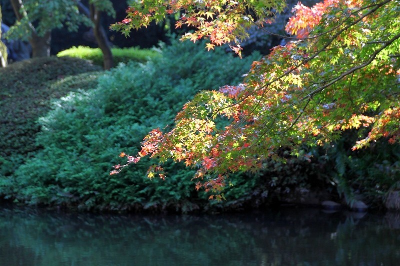 新宿御苑　晩秋　紅葉_f0374092_22341343.jpg