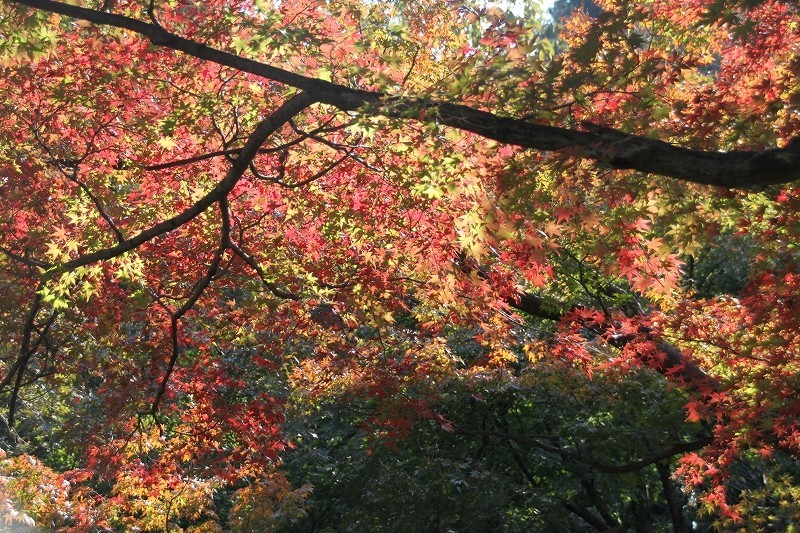 新宿御苑　晩秋　紅葉_f0374092_22352884.jpg