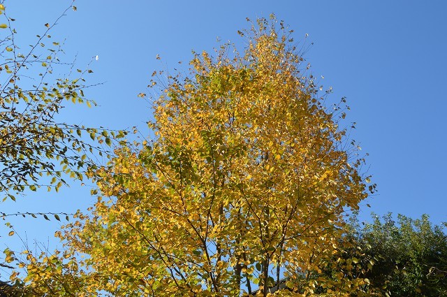 c0124100_16300185.jpg
