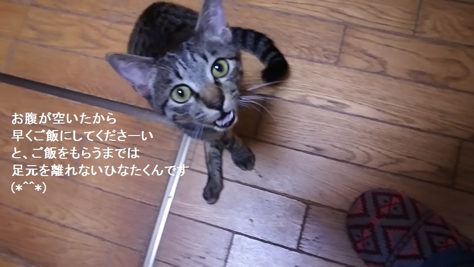 100分の1の猫になってみせるよ 青空 お日さま 笑顔