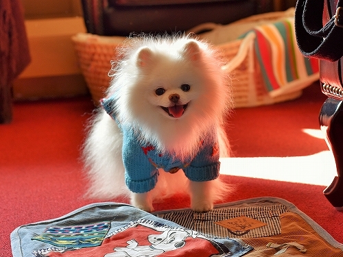 薄皮を剥ぐように、少しずつ_d0360206_23320189.jpg