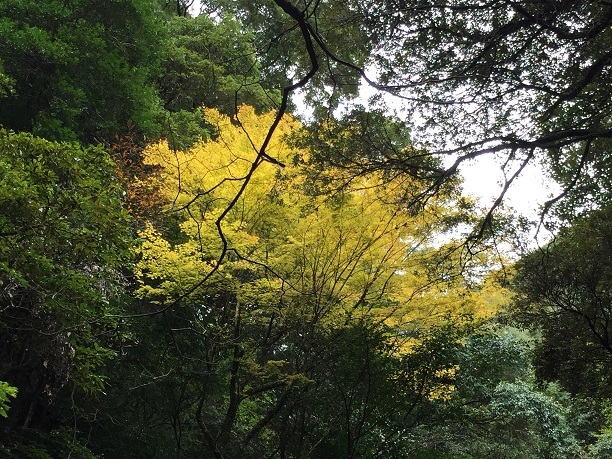 御手洗（おちょうず）の滝（鳥栖市立石町）_f0364707_16590140.jpg